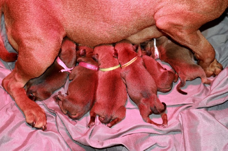 Des Anges De Wilhelm - Staffordshire Bull Terrier - Portée née le 19/03/2014